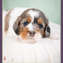 November - Merle female Cockapoo puppy in Connersville, Indiana from Deaz Doodle Ranch