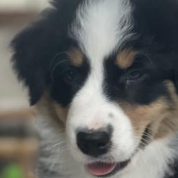 Twix - Black tri-color Australian Shepherd puppy in Martha’s Vineyard, Massachusetts from Cranberry Hill Aussies