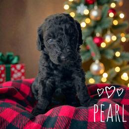 Pearl - Phantom female Goldendoodle puppy in Warrensburg, Missouri from Supreme Doodles