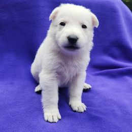 Purple Girl - White female Berger Blanc Suisse puppy in New Castle, Pennsylvania from Thornvalley White Swiss Shepherds