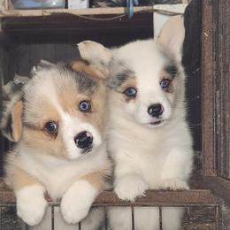American Corgi and Pembroke Welsh Corgi Puppies from Nightstreak Corgis