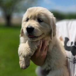 Pink Collar - Light golden female Golden Retriever puppy in Decatur, Indiana from Sporting Ridge K9’s