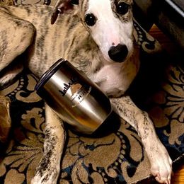 Whippet Puppies from Aristaios Farms