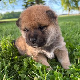 Xila - Sesame female Shiba Inu puppy in Covington, Ohio from Rustic Country Shibas