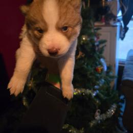 Klaus - Red and white male Siberian Husky puppy in Bingham, Illinois from Siberian Instincts Kennel