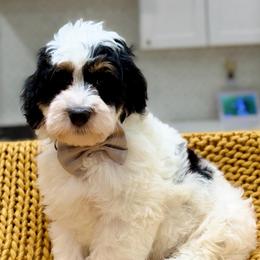 Oreo The Ultra Mini Bernedoodle - Tri-color male Bernedoodle puppy in Herriman, Utah from Rose Canyon Doodles