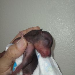 Girl 1 Pink - Slate female Xoloitzcuintli puppy in Atwater, California from Cen Cal Xoloitzcuintle