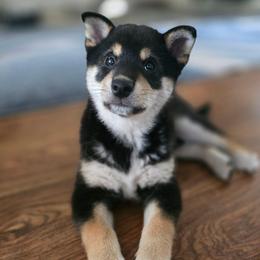 AKC Buddy - Black and tan male Shiba Inu puppy in Jensen Beach, Florida from ScrapiShibas