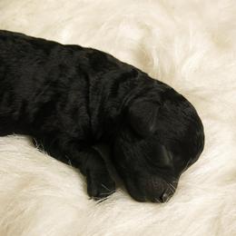 Poodle puppies from Christina's Poodles