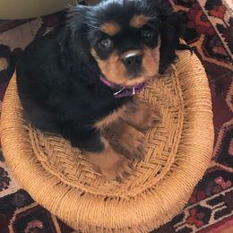 Cavalier King Charles Spaniel Puppies from Carter Woods Cavaliers