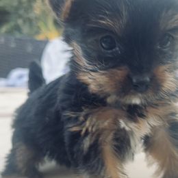Yorkshire Terriers from Homeoftheyorkieandpups