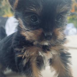 Yorkshire Terriers from Homeoftheyorkieandpups