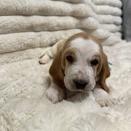 Basset Hound Puppies from CK Beagles & Bassets