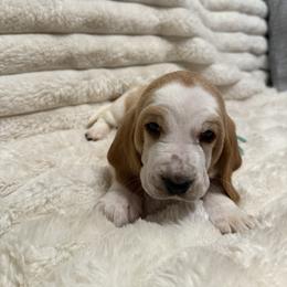 Basset Hound Puppies from CK Beagles & Bassets