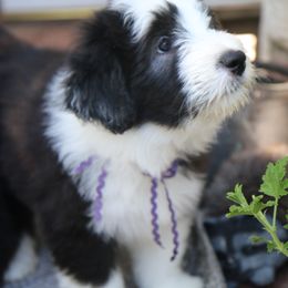 Bearded Collie Puppies from Bodacious Beardies