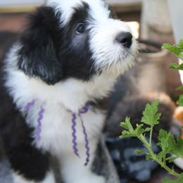 Bearded Collie Puppies from Bodacious Beardies