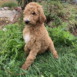 Poodle Puppies from Rocky Mountain Poodles
