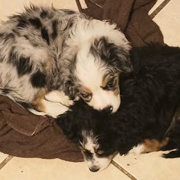 Purple - Blue merle female Miniature Australian Shepherd puppy in Middleburg, Florida from Dog Father Kennels