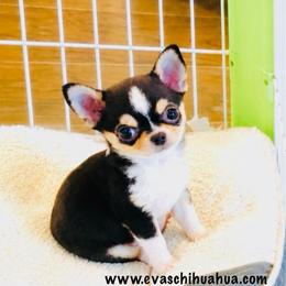 Lil Zorro 9980 - Black sabled fawn male Chihuahua puppy in Santa Rosa Beach, Florida from Eva's Chihuahua