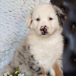 Drake- NOSE WILL FILL IN-Has Videos and Tail - Blue merle male Australian Shepherd puppy in Troy, South Carolina from Lana Corley- Australian Shepherds of 3/W Farms