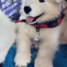 Samoyed Puppies from Morning Star Samoyeds
