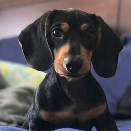Dachshund Puppies from Countridox Dachshunds