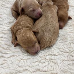 Black - Red  male Goldendoodle puppy in Shingle Springs, California from Creamy Retrievers