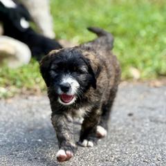 Boy 4 - male Barbado da Terceira puppy in Frederick, Maryland from New World Barbado da Terceira