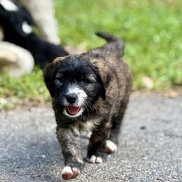 Boy 4 - male Barbado da Terceira puppy in Frederick, Maryland from New World Barbado da Terceira