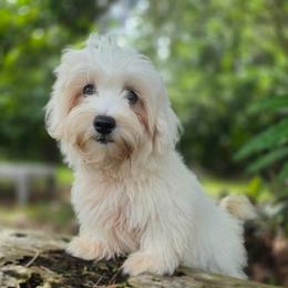 Puppy white - White male Morkie puppy in Loxahatchee, Florida from Cristy's Morkies