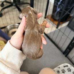 Girl 3 - Chocolate and tan female Dachshund puppy in Nampa, Idaho from 208 Wiener Wiggle Butts LLC