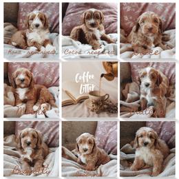 Puppy - Red  male Goldendoodle puppy in Atlanta, Georgia from Cedarcrest Goldendoodles