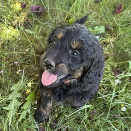 Gnocchi - Phantom male Goldendoodle puppy in Eugene, Oregon from Oregon's Oodles of poodles & doodles