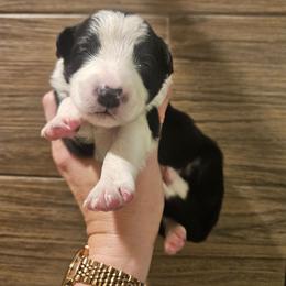 Girl 1 - Black and white female Border Collie puppy in Caledonia, Michigan from Magnolia Acres