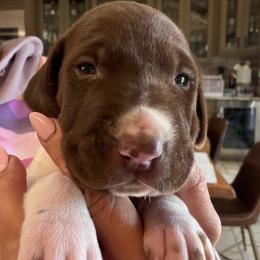 Cooper - Liver roan male German Shorthaired Pointer puppy in San Antonio, Texas from Alvarado Farm Kennels, LLC