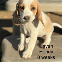 Haven AKC - Lemon and white female Beagle puppy in Rogersville, Missouri from Hales Little Beagle Haven