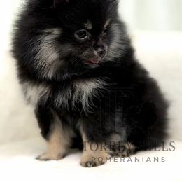 Melody - Black and tan female Pomeranian puppy in Redlands, California from Torrey Hills Poms