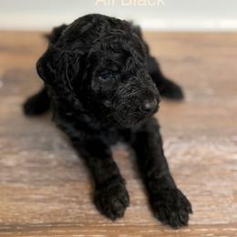 Cream collar - Black female Labradoodle puppy in Rockmart, Georgia from Ross Farm Doodles