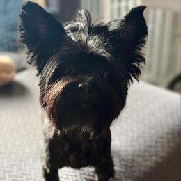 Bean - Yorkshire Terrier