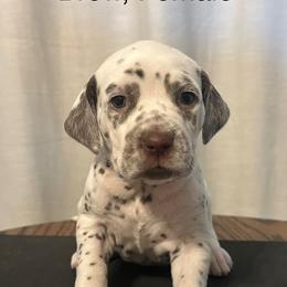 Liver White Female - White and liver brown female Dalmatian puppy in Fayette, Missouri from Lazy B Bassets and Dalmatians