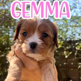 Gemma - Apricot female Cavapoo puppy in Gilbert, Arizona from Desert Willow Cavapoos