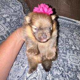 Sharon - Orange sable female Pomeranian puppy in Zavalla, Texas from Precious Puff Poms