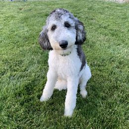 Cardi - Poodle
