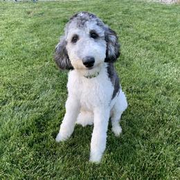 Cardi - Poodle