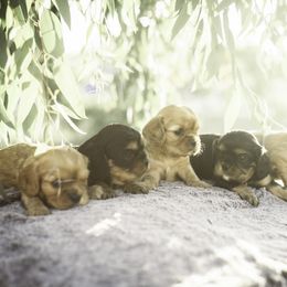 Cavalier King Charles Spaniel Puppies from Tsarevich Goldens and Cavaliers