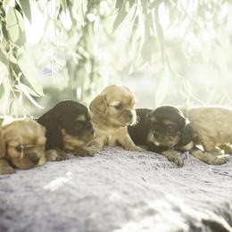 Cavalier King Charles Spaniel Puppies from Tsarevich Goldens and Cavaliers
