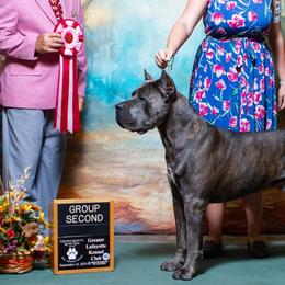 Cane Corso and Standard Schnauzers from Sarama