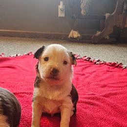 Comet - Red tri male Toy Australian Shepherd puppy in Crooksville, Ohio from West View Toy Aussies