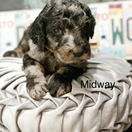 Midway - Merle male Goldendoodle puppy in Pasco, Washington from Camp Doodle Woods