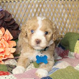 Turquoise Girl - Red female Aussiedoodle puppy in Belgreen, Alabama from Scott’s Farm Poodles and Doodles